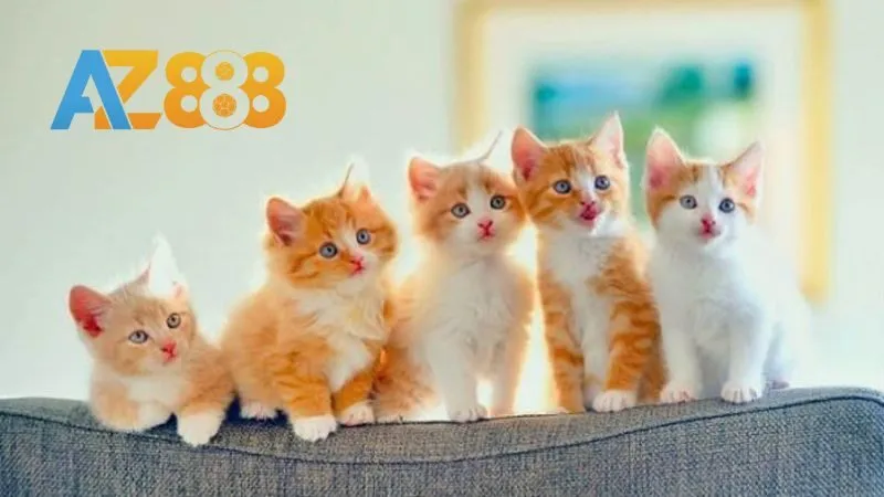 Chiêm bao thấy mèo đẻ